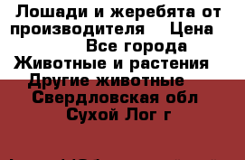 Лошади и жеребята от производителя. › Цена ­ 120 - Все города Животные и растения » Другие животные   . Свердловская обл.,Сухой Лог г.